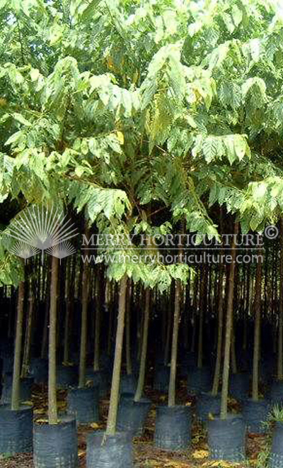 Cananga odorata